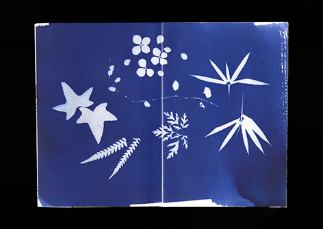 cyanotype de la nature